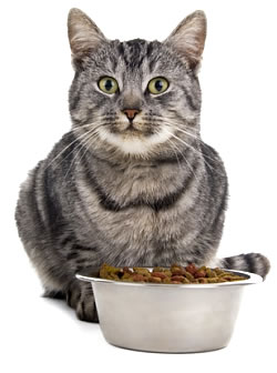 Krmivo pro kočky