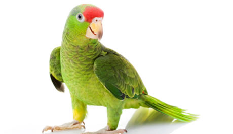 Pro papoušky