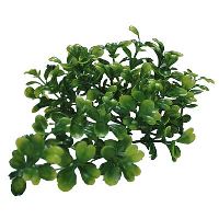 Lucky Reptile Bacopa cca 40cm