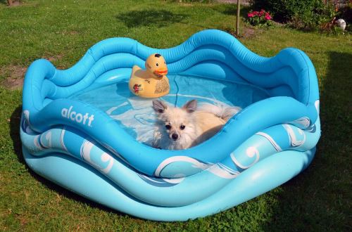 Alcott nafukovací bazén pro psy modrý