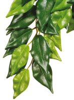 Rostlina EXO TERRA Ficus velká 70cm (1)