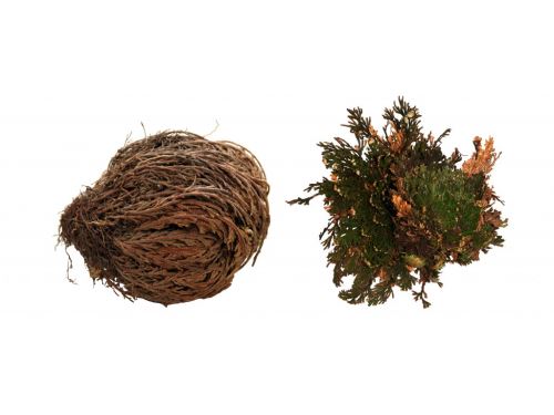 Lucky Reptile "Rose of Jericho"