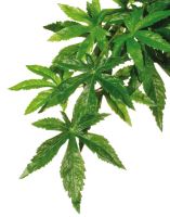 Rostlina EXO TERRA Abuliton velká 80cm (1)