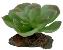 Lucky Reptile Echeveria, cca 8cm
