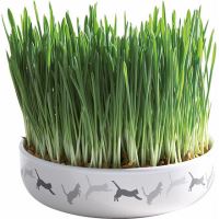 Keramická miska na trávu pro kočky 15x4cm, 50g travní semeno