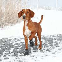 Ochranné boty Walker Active 2ks, Trixie (1)