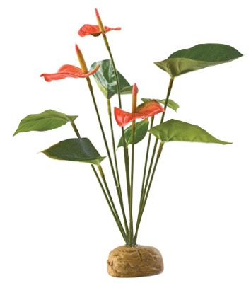 Rostlina EXO TERRA Anthurium Bush 30cm