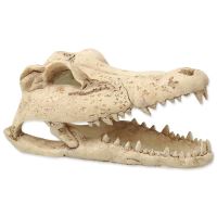 Dekorace REPTI PLANET Krokodýlí lebka 13,8cm Dekorace REPTI PLANET Krokodýlí lebka 13,8cm